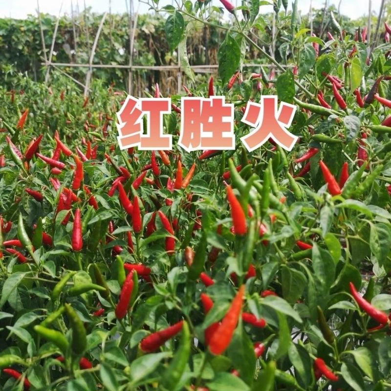 泰国引进云贵川热销红胜火小果型朝天椒种子鲜食干制高产辣椒