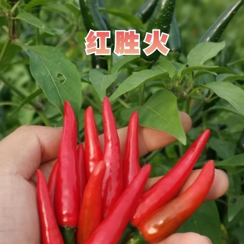 泰国引进云贵川热销红胜火小果型朝天椒种子鲜食干制高产辣椒