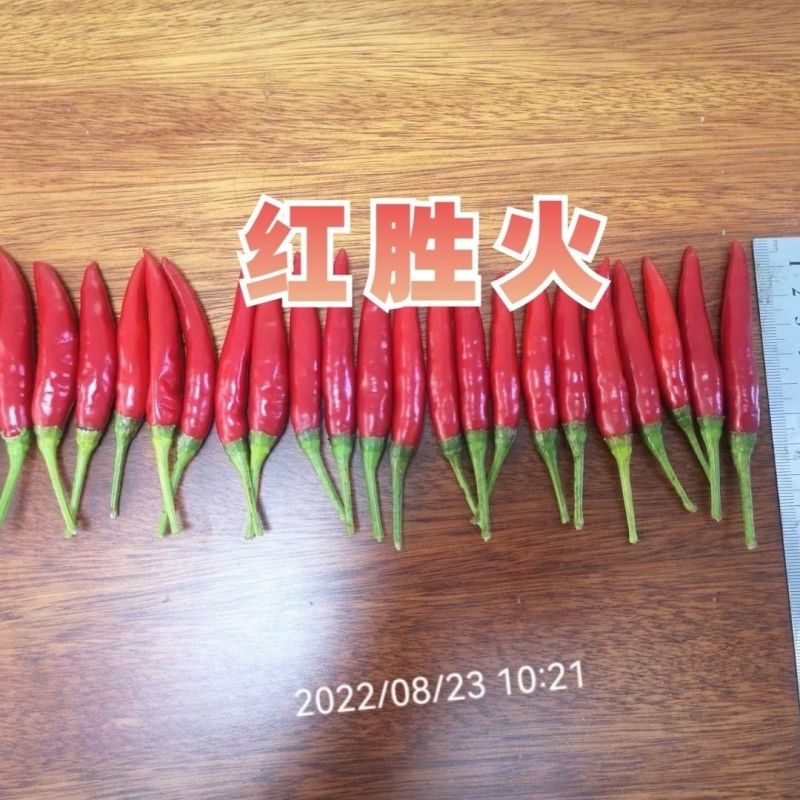 泰国引进云贵川热销红胜火小果型朝天椒种子鲜食干制高产辣椒