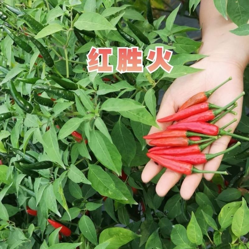 泰国引进云贵川热销红胜火小果型朝天椒种子鲜食干制高产辣椒