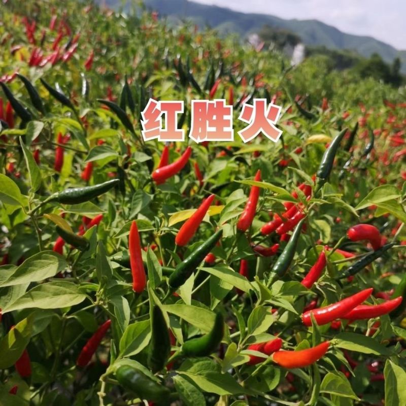 泰国引进云贵川热销红胜火小果型朝天椒种子鲜食干制高产辣椒