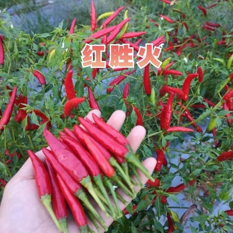 泰国引进云贵川热销红胜火小果型朝天椒种子鲜食干制高产辣椒