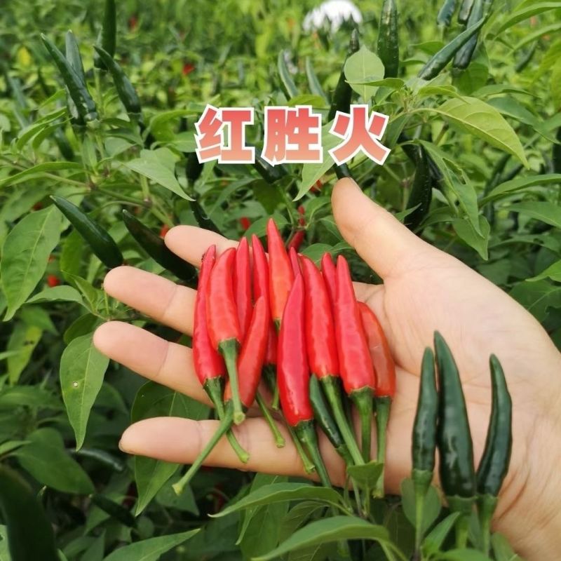 泰国引进云贵川热销红胜火小果型朝天椒种子鲜食干制高产辣椒
