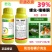 君达39%螺虫噻嗪酮柑橘树介壳虫农药杀虫剂
