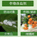 君达39%螺虫噻嗪酮柑橘树介壳虫农药杀虫剂