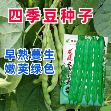 长青肉豆种子春秋种植嫩荚绿色豆荚圆棍形早熟品种