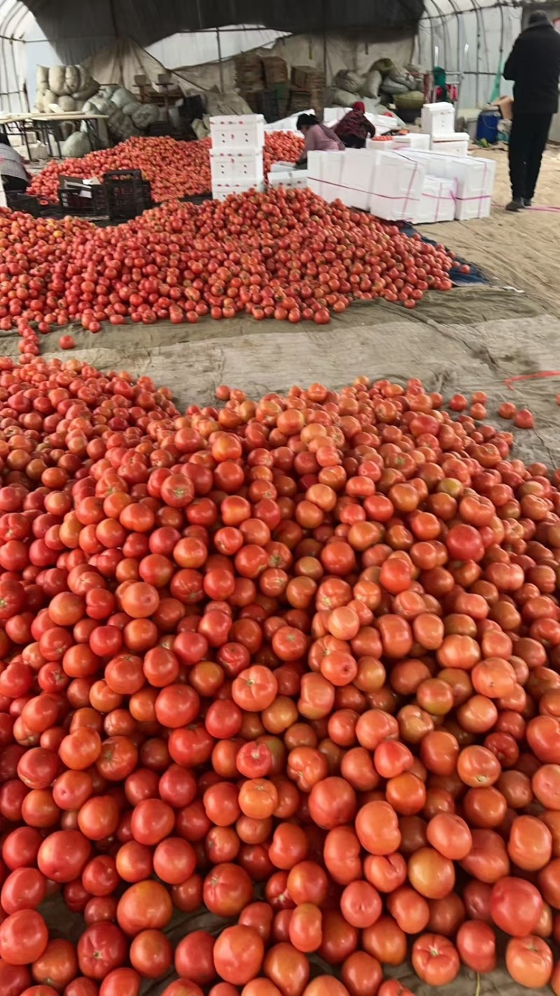 平邑精品西红柿大量供货产地直发保证质量全国发货
