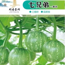 南瓜种子七兄弟品种纯正早熟高产免费传授丰产技术