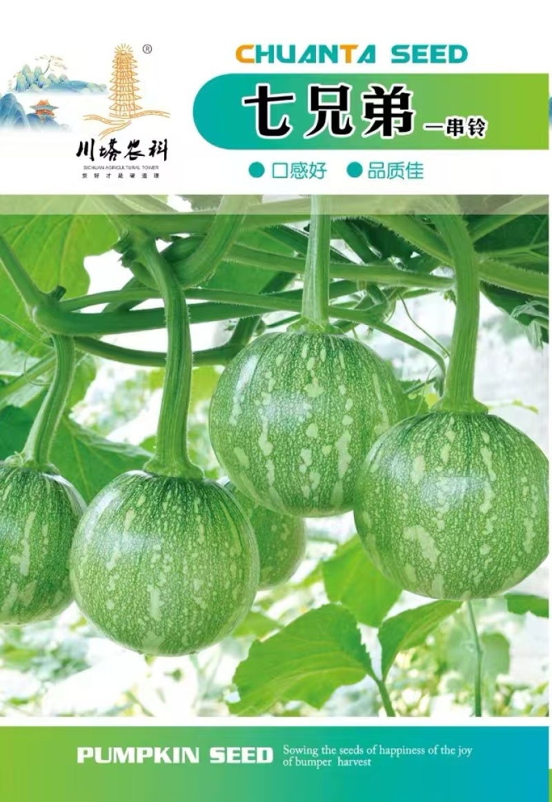 南瓜种子七兄弟品种纯正早熟高产免费传授丰产技术