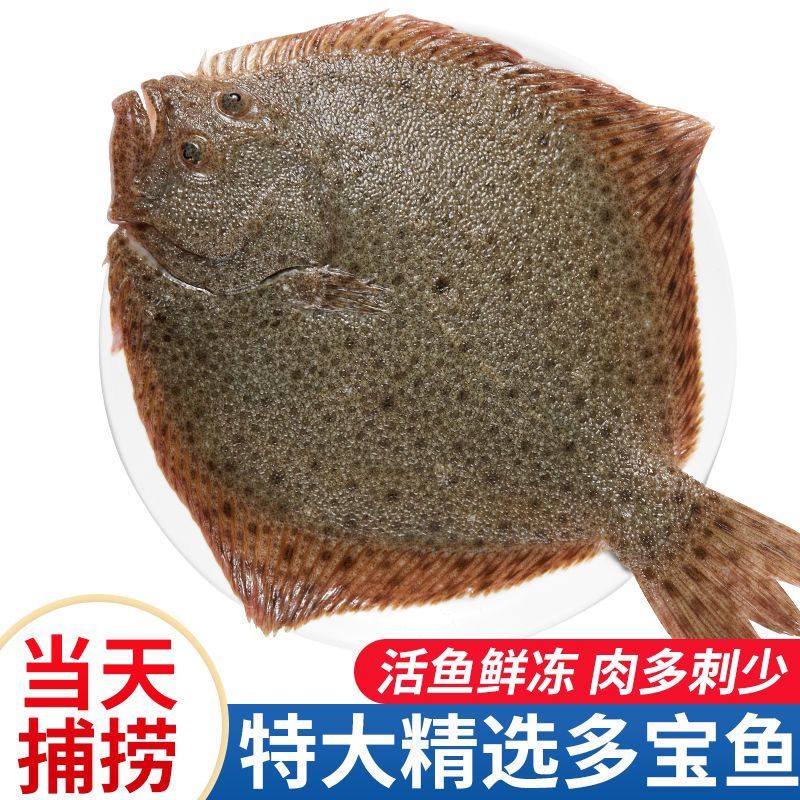 酒店餐饮用多宝鱼去内脏1斤每条