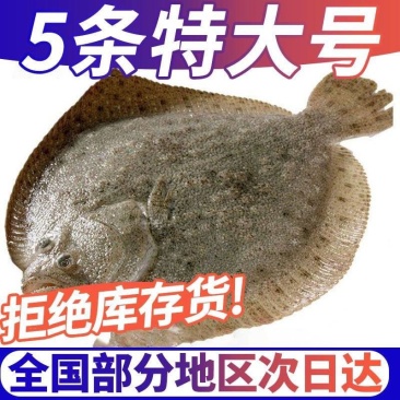 酒店餐饮用多宝鱼去内脏1斤每条