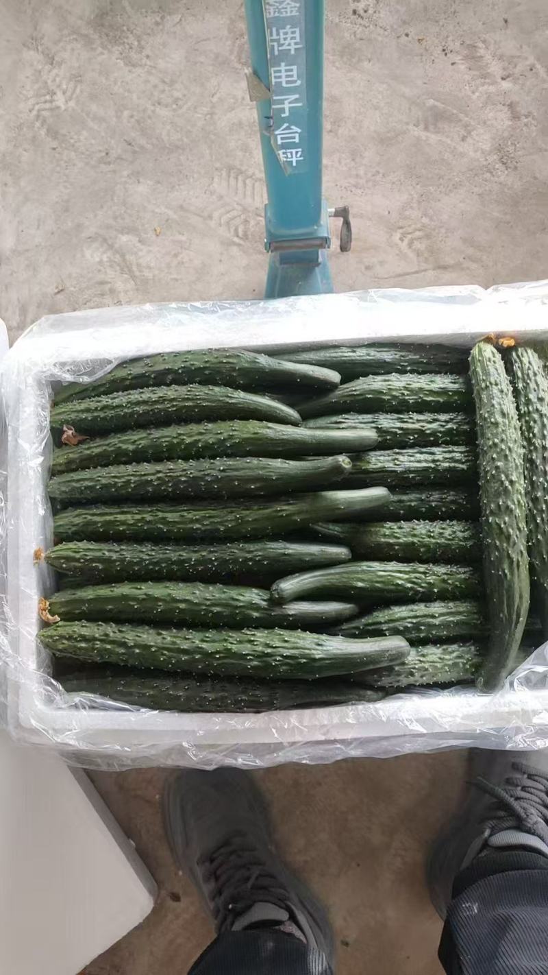 山东头茬黄瓜新鲜密刺黄瓜蔬菜电商市场商超一条龙服务