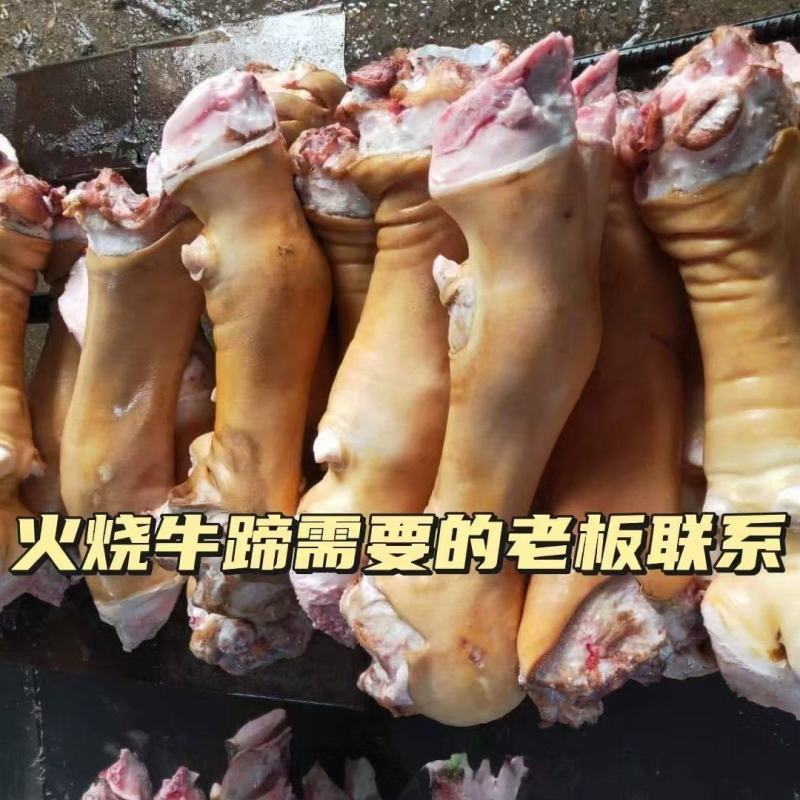山东精品牛蹄大量供应，货源充足，量大从优，保质保量新鲜发