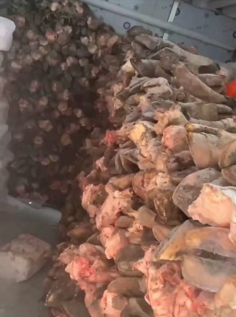 山东精品牛蹄大量供应，货源充足，量大从优，保质保量新鲜发