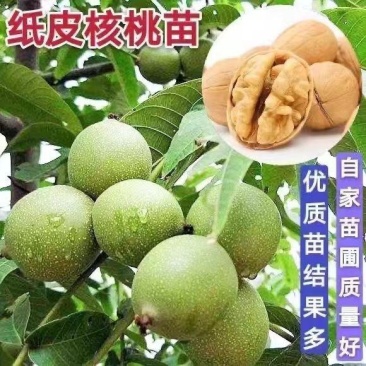 核桃树苗，精品嫁接纸皮核桃，产量高，签约合同种植。