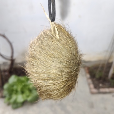 猪砂，自家养的猪里发现的猪宝
