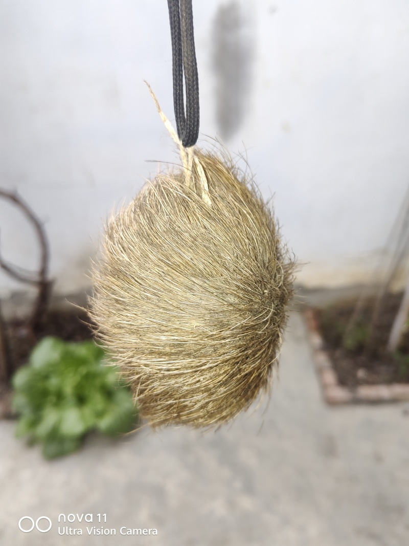 猪砂，自家养的猪里发现的猪宝