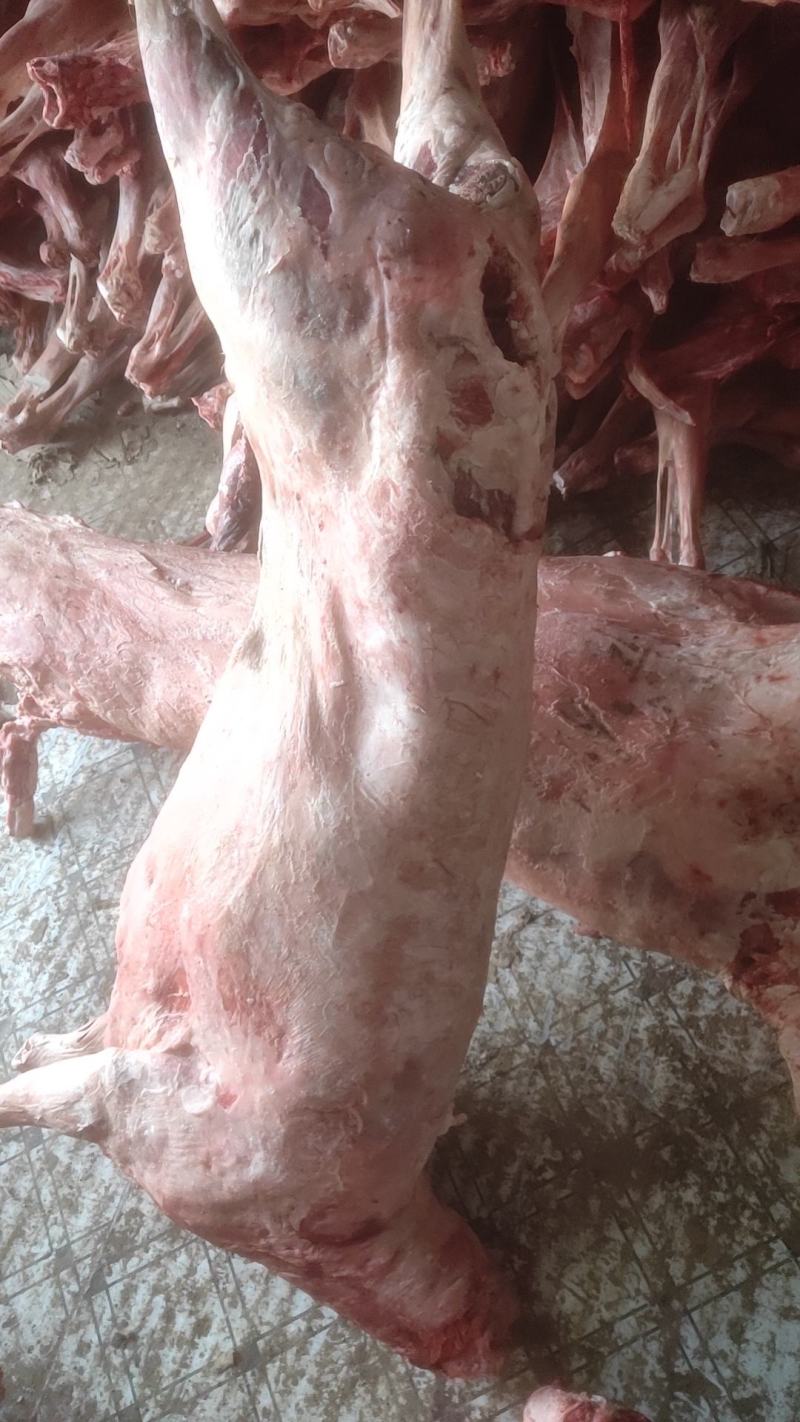 纯干羊白条，剃肉烤全羊各种规格齐全