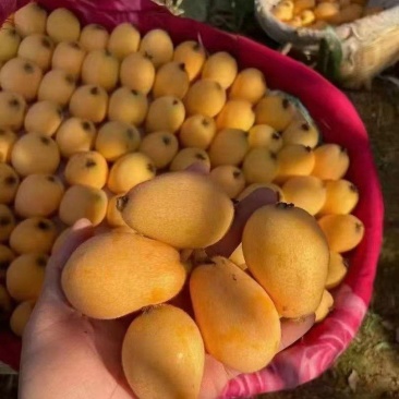 四川精品米易枇杷大量供应，新鲜采摘，货源充足，产地直发