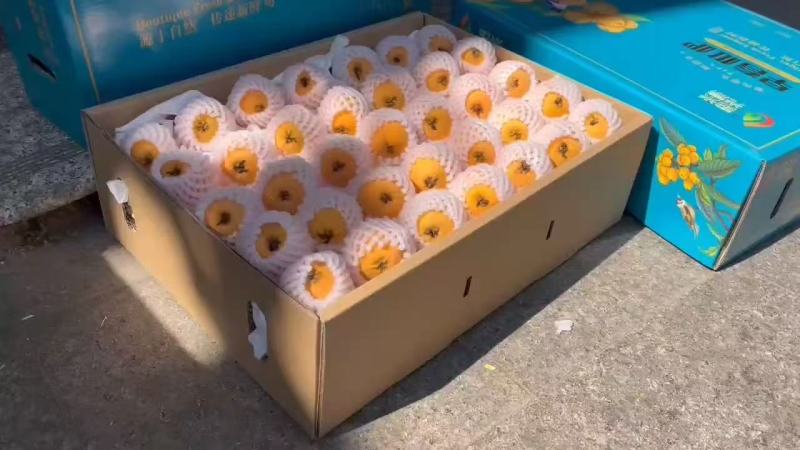 四川精品米易枇杷大量供应，新鲜采摘，货源充足，产地直发