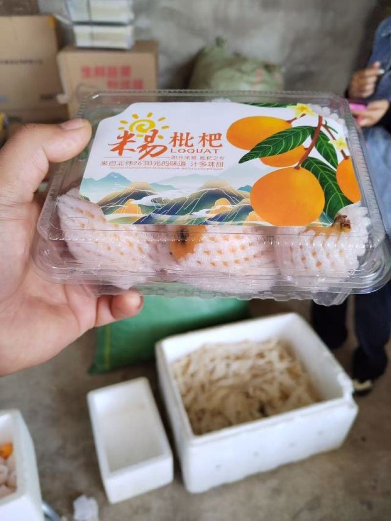四川精品米易枇杷大量供应，新鲜采摘，货源充足，产地直发