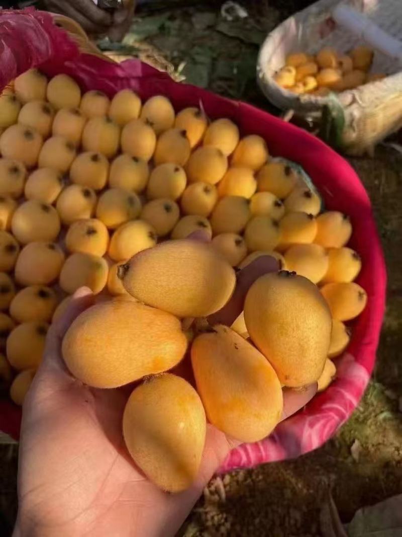 四川精品米易枇杷大量供应，新鲜采摘，货源充足，产地直发