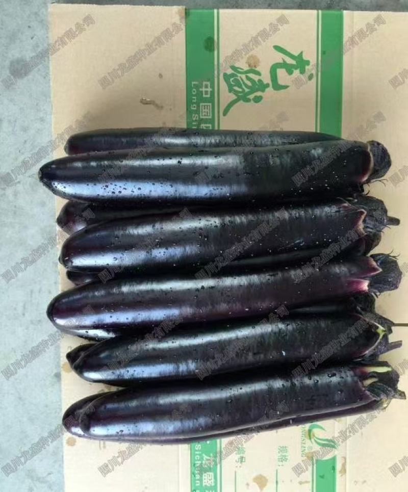 精品紫把长茄