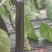 精品紫把长茄