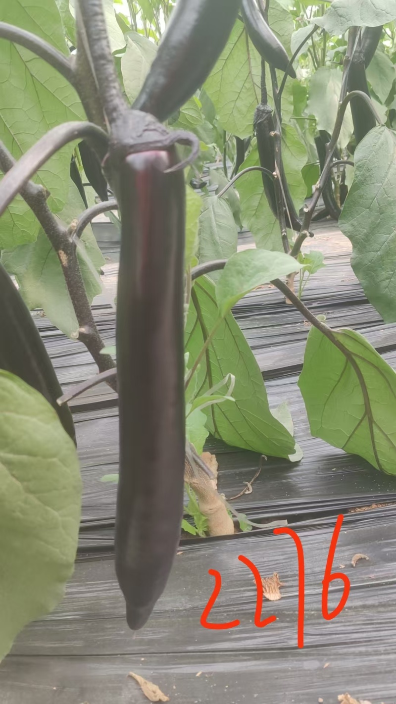 精品紫把长茄