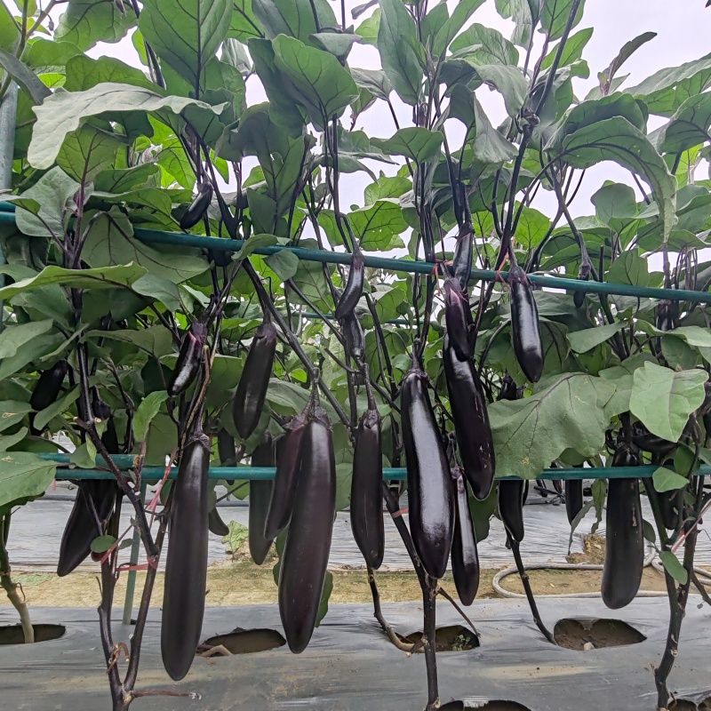 精品紫把长茄