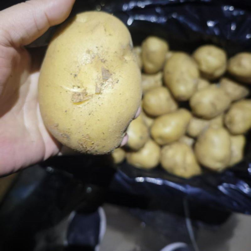 精品荷兰十五土豆大量上市品质保证量大从优一手货源