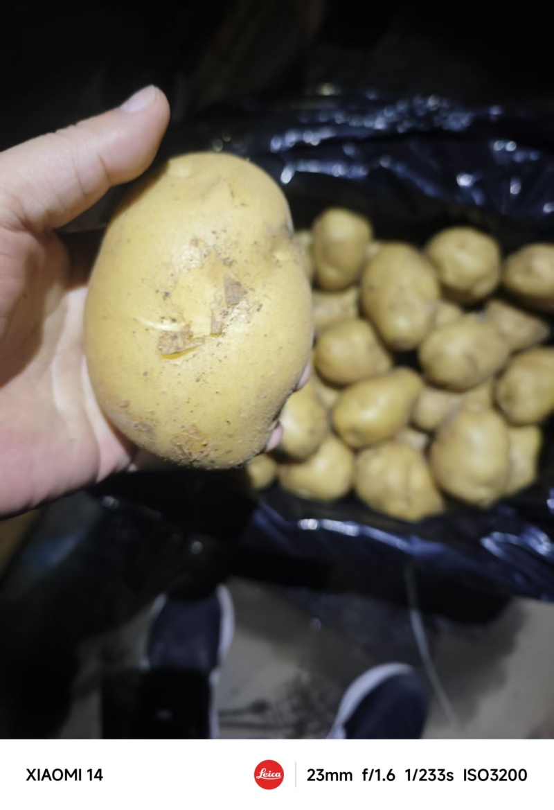 山东精品荷兰十五土豆大量上市品质保证量大从优