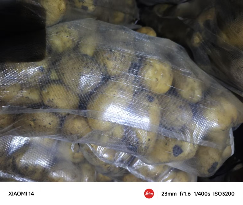 山东精品荷兰十五土豆大量上市品质保证量大从优