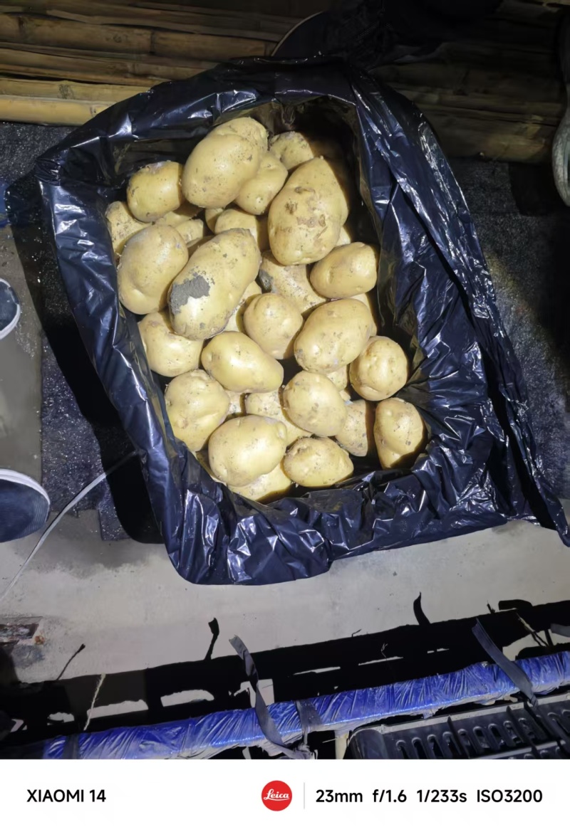 精品荷兰十五土豆大量上市品质保证量大从优一手货源