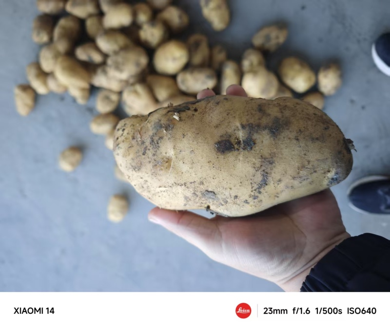 精品荷兰十五土豆大量上市品质保证量大从优一手货源