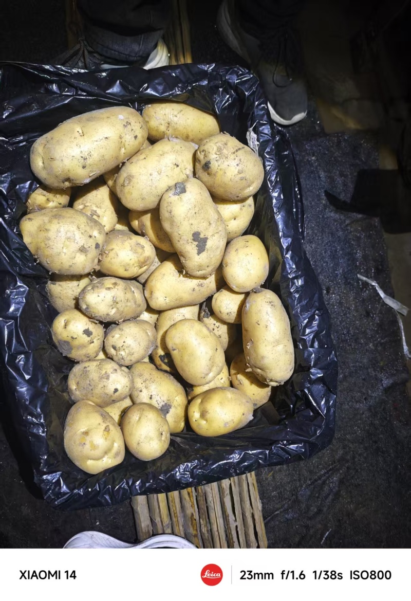 精品荷兰十五土豆大量上市品质保证量大从优一手货源