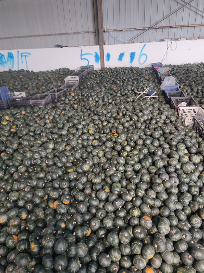 广东产地贝贝南瓜大量上市价格低，软糯香甜，基地直发
