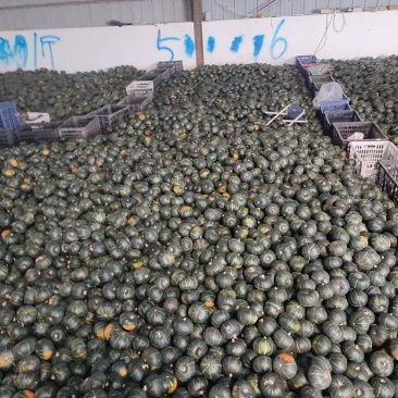 广东产地贝贝南瓜大量上市价格低，软糯香甜，基地直发