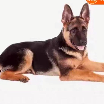 德牧幼犬三个月