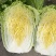 【黄心大白菜】大量供货产地直发品质保证量大价优全国发货
