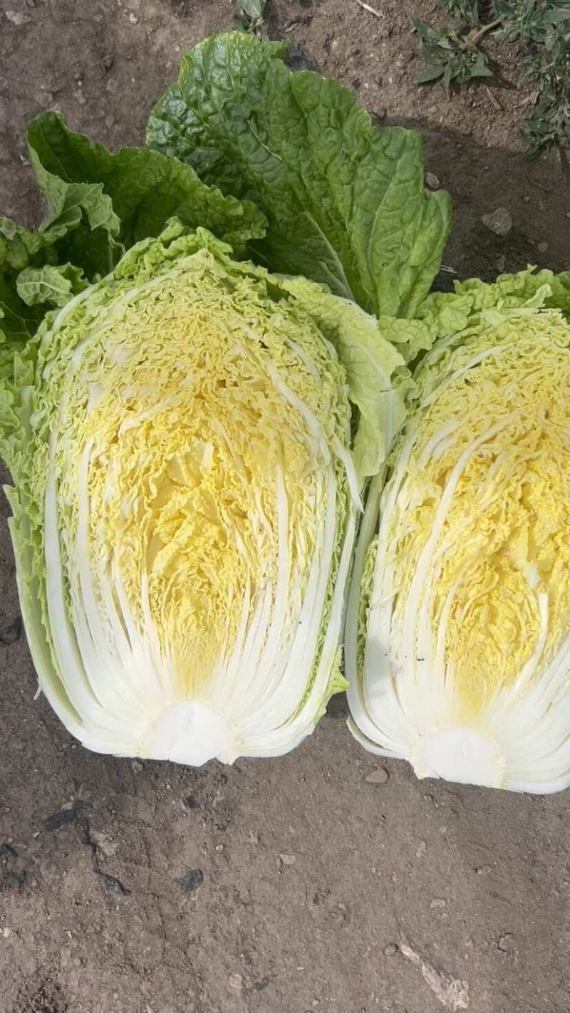 【黄心大白菜】大量供货产地直发品质保证量大价优全国发货