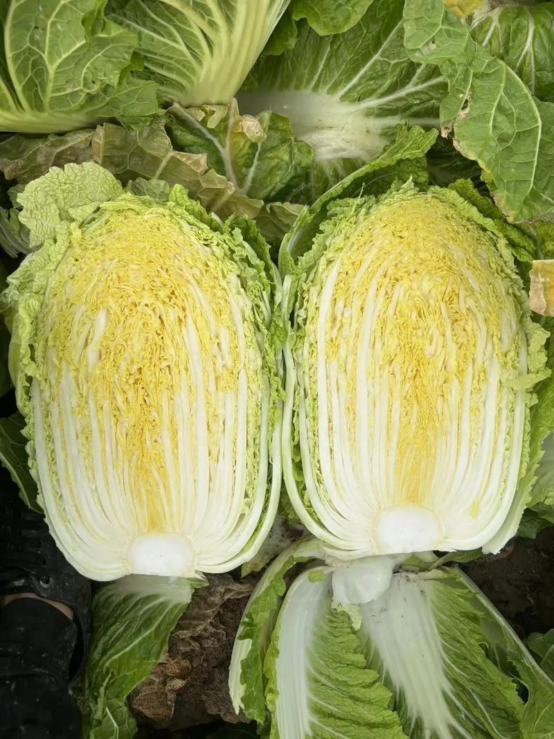 【黄心大白菜】大量供货产地直发品质保证量大价优全国发货