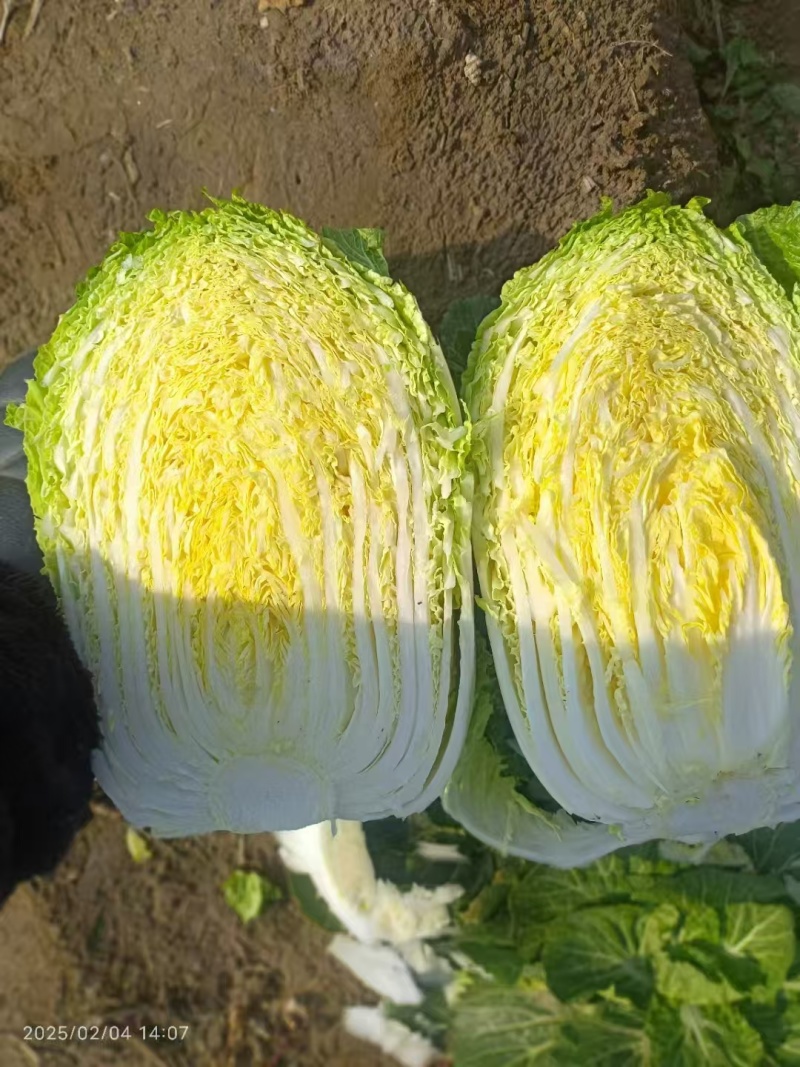 【黄心大白菜】大量供货产地直发品质保证量大价优全国发货