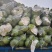 甄选湖北甘蓝圆包菜品质您放心万亩基地直发致电有优惠