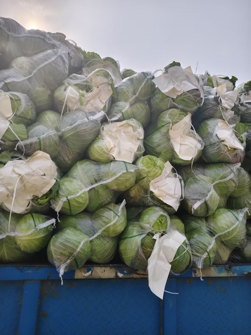 甄选湖北甘蓝圆包菜品质您放心万亩基地直发致电有优惠