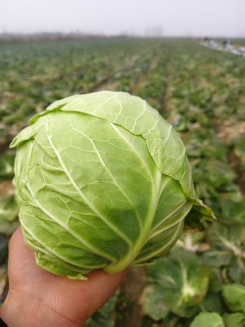甄选湖北甘蓝圆包菜品质您放心万亩基地直发致电有优惠