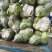 甄选湖北甘蓝圆包菜品质您放心万亩基地直发致电有优惠