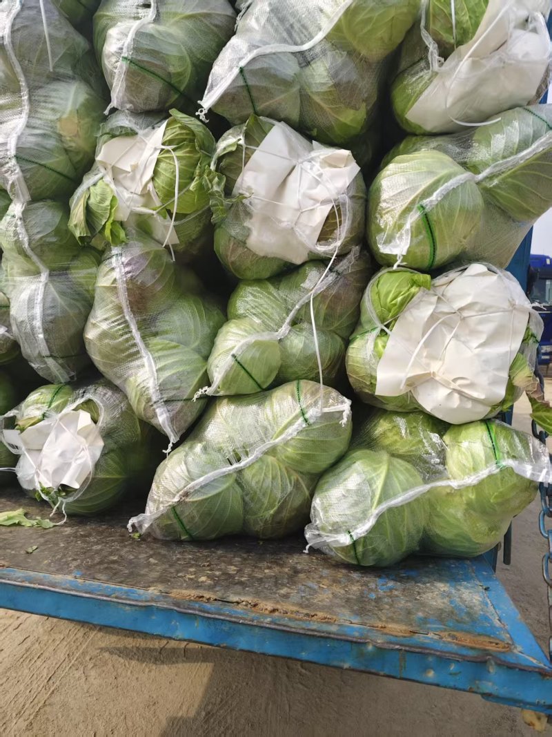 甄选湖北甘蓝圆包菜品质您放心万亩基地直发致电有优惠