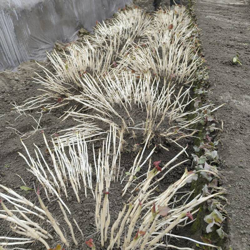 新品种鱼腥草嫩芽种根