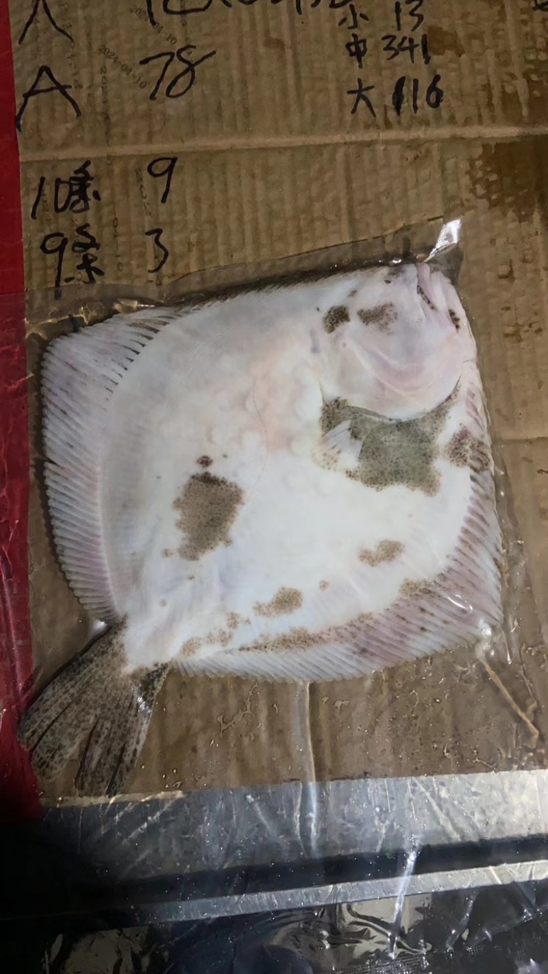 多宝鱼，一手货源，冰鲜，单冻，质量保证欢迎选购